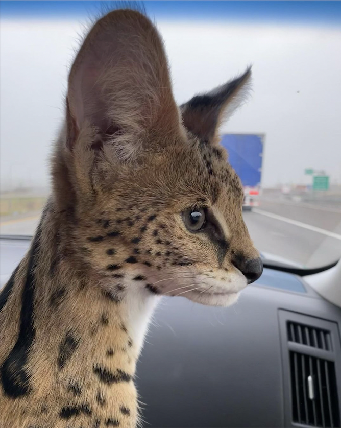 Available Kittens — Serval Pet Breeders